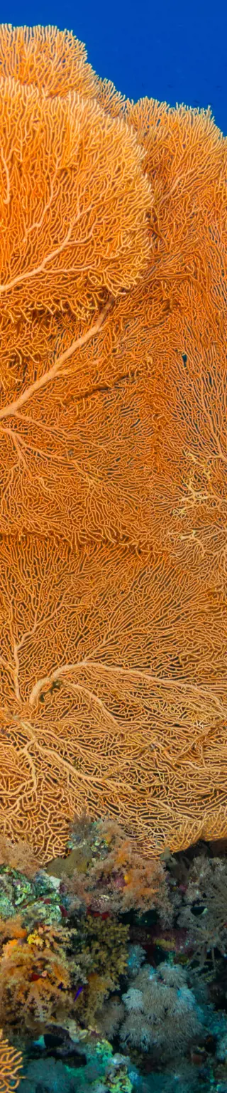 Die Stadt der Meeresfächer: Sea Fan City